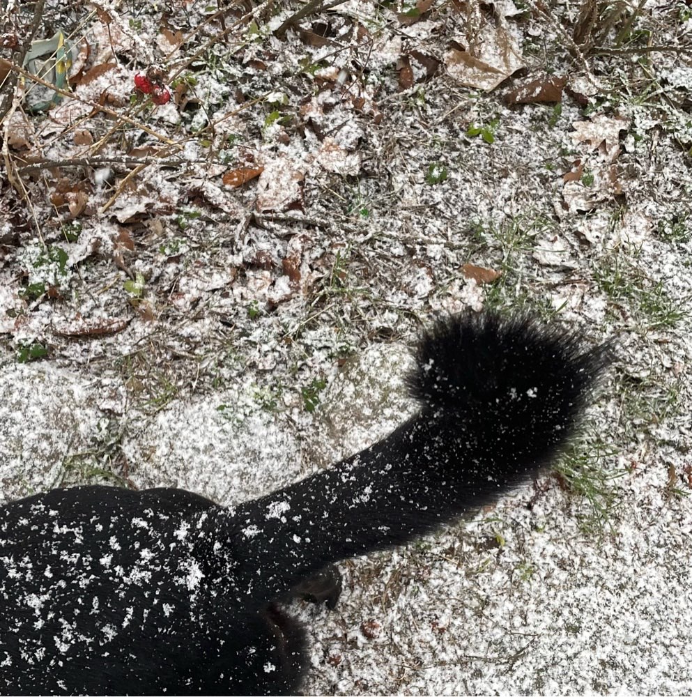 Hundetreffen-Social Walk-Profilbild