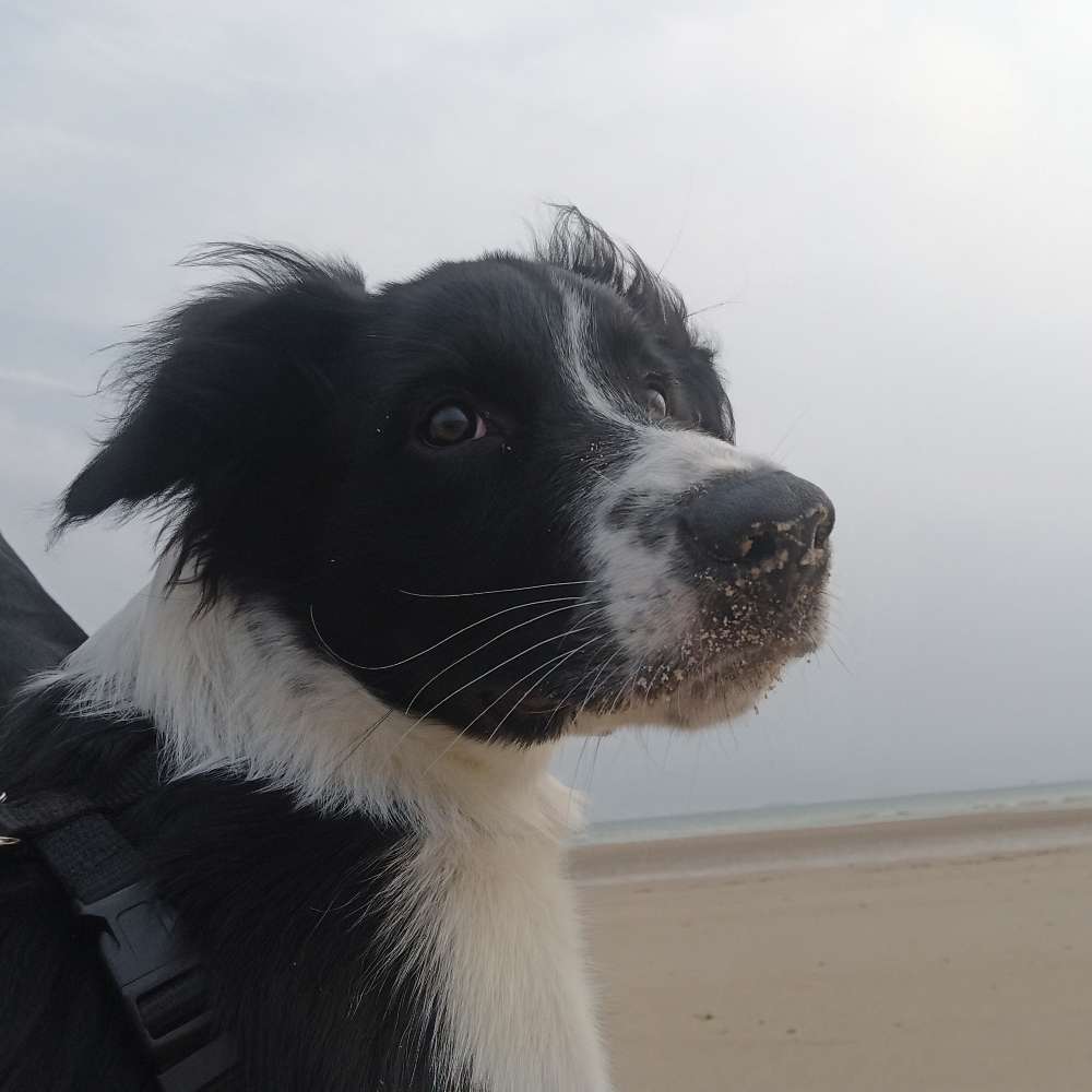 Hundetreffen-Batman sucht Freunde zum spielen-Profilbild