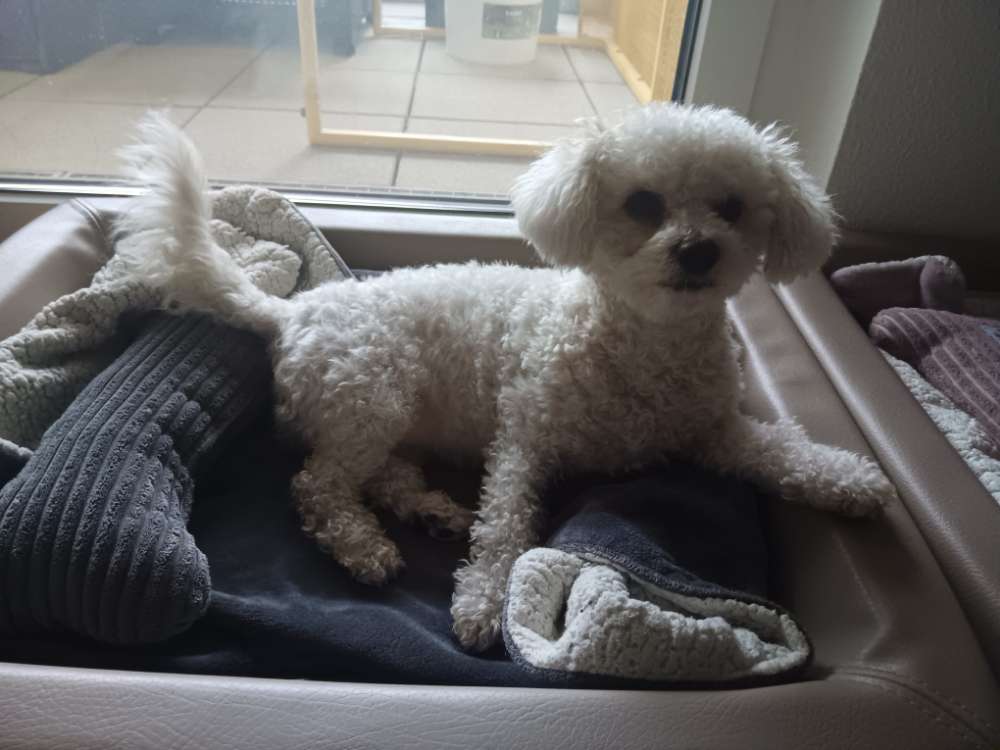 Hundetreffen-Suche Spielpartner-Profilbild