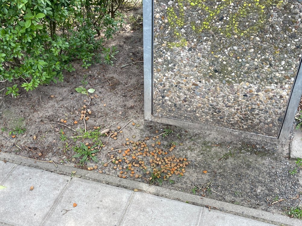 Giftköder-Giftköder (vermutlich Rattengift)-Profilbild