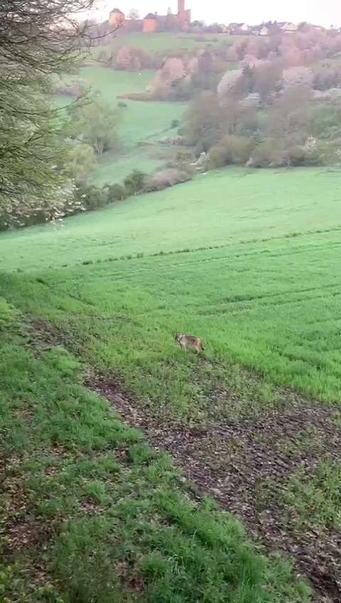 Giftköder-Wolf-Profilbild