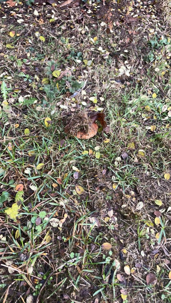 Giftköder-Potentielle Köder im Garten-Profilbild