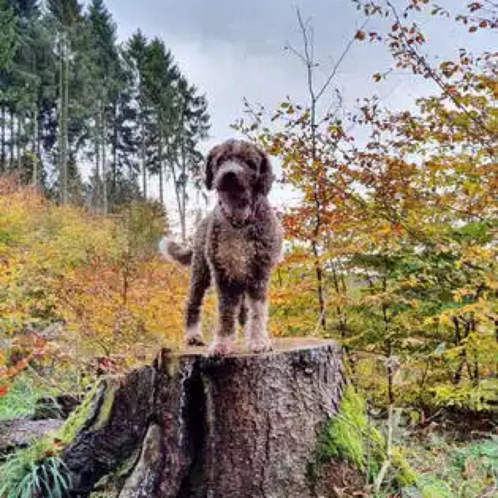 🍂 Die schönsten Herbstbilder 🐾 Banner