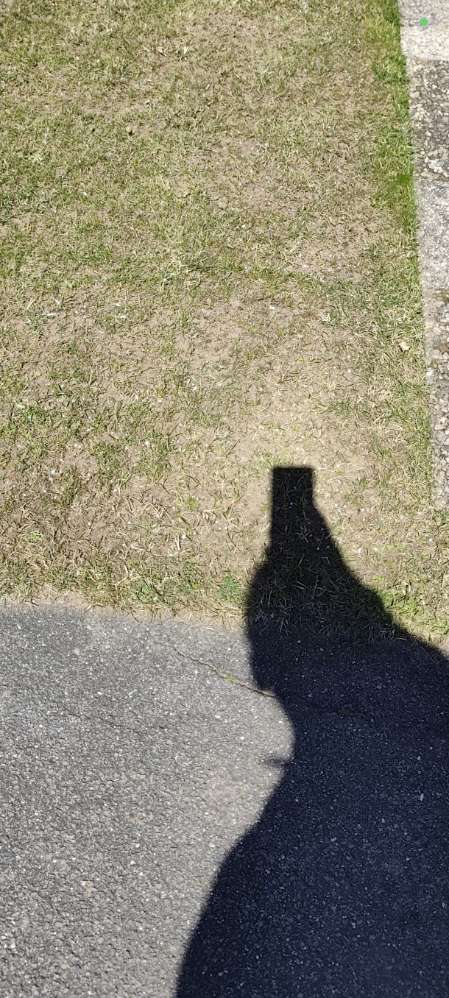 Giftköder-Blaukorn-Profilbild
