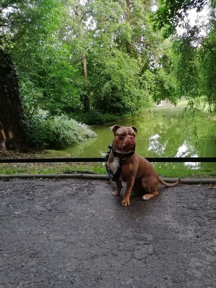 Hundetreffen-Kurt (OEB) sucht Spielkameraden!-Profilbild