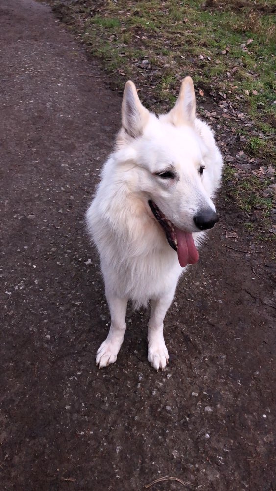 Hundetreffen-Gassi gehen in Köln-Brück Wildpark-Profilbild