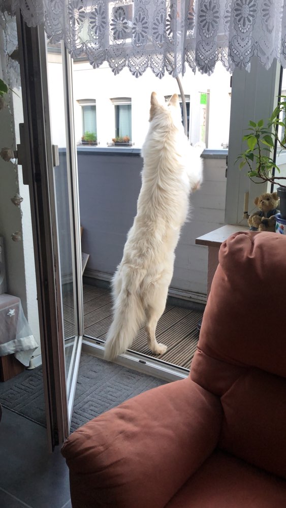 Hundetreffen-Gassi Runde im Brücker Wildpark-Profilbild