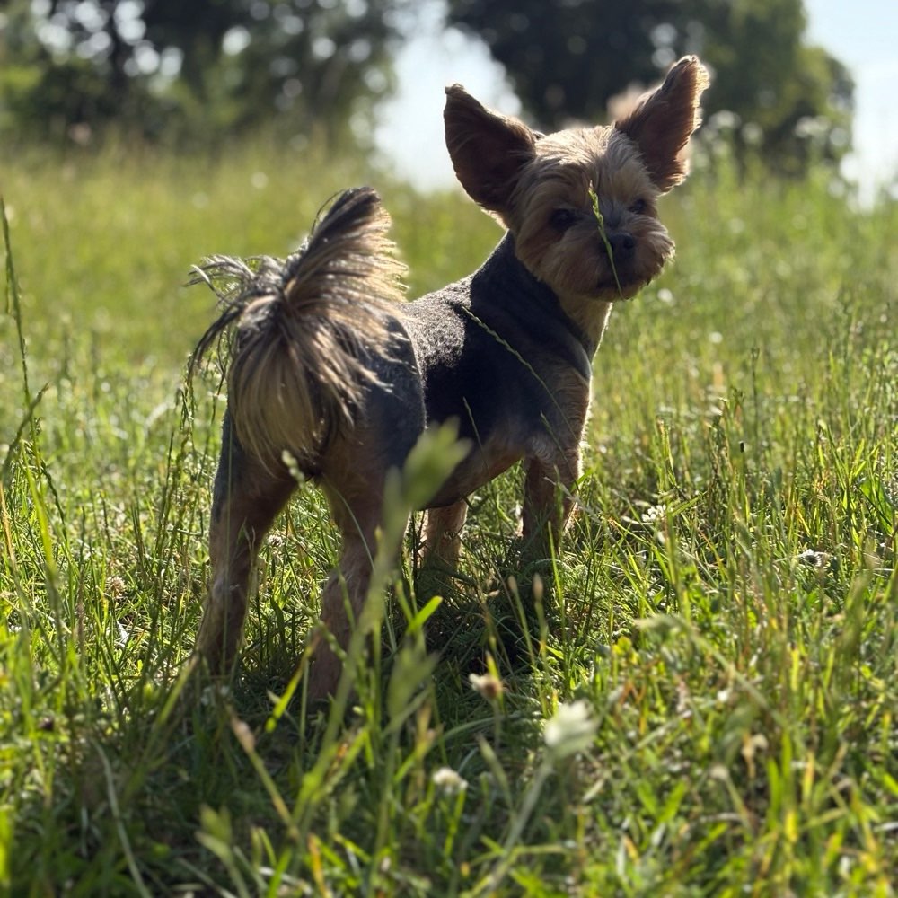Hundetreffen-Gassifreunde für Garry-Profilbild