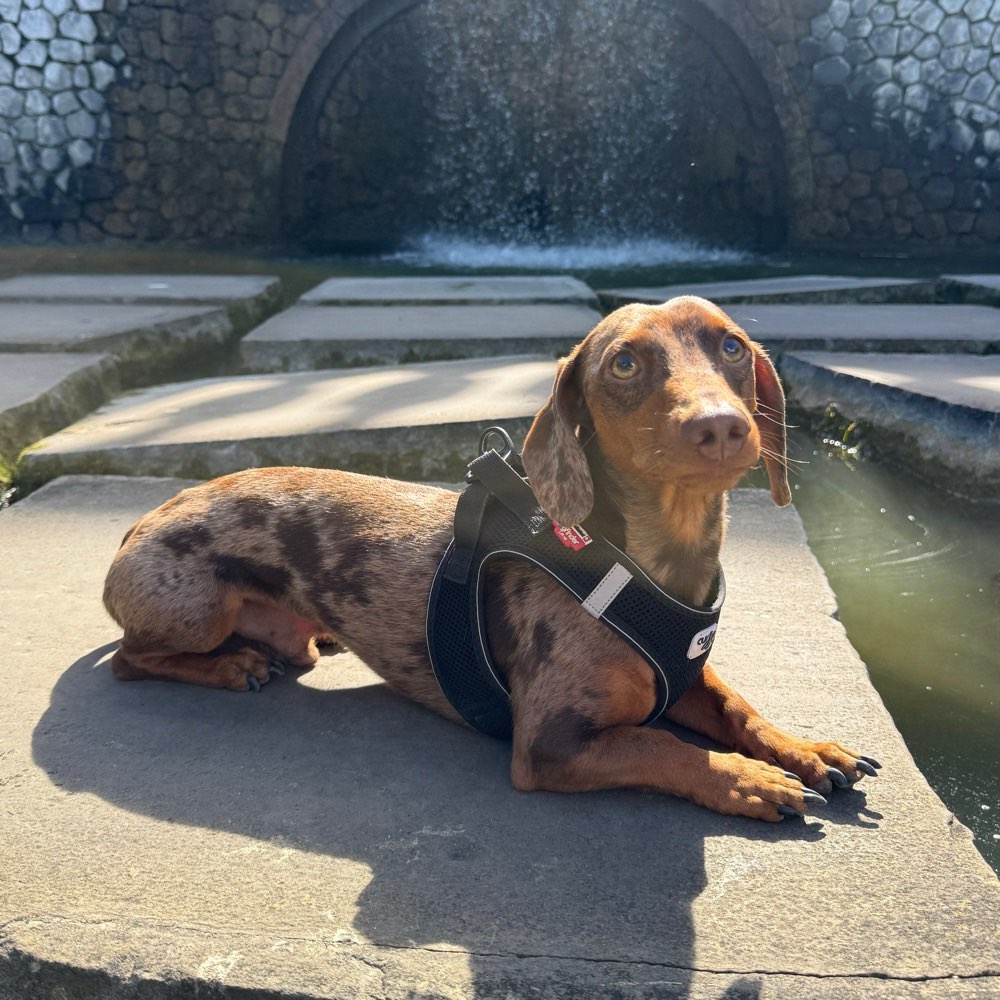 Hundetreffen-Freunde für Mailo-Profilbild
