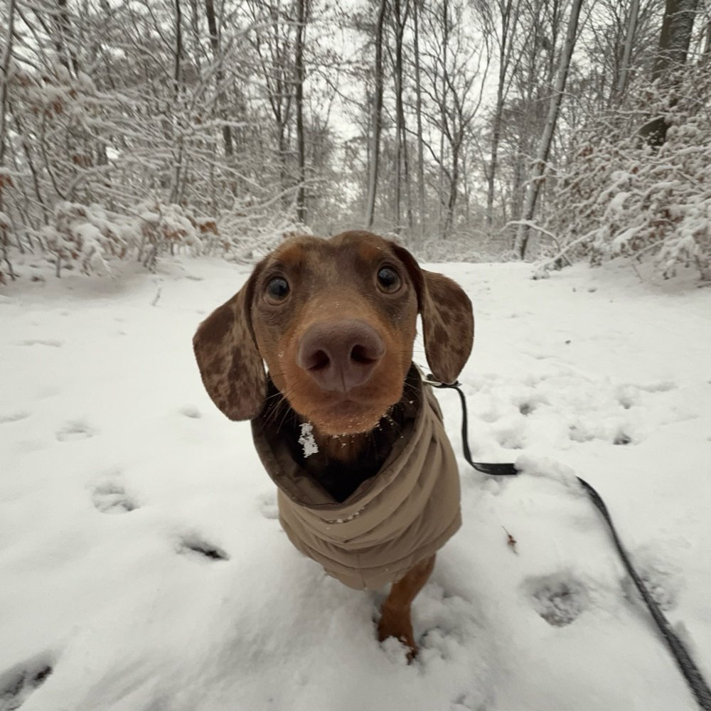 Hundetreffen-Freunde für Mailo-Profilbild