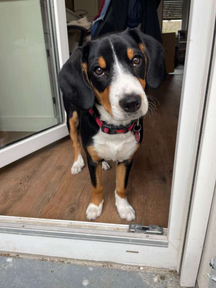 Hundetreffen-Welpentreffen in Bayreuth-Profilbild