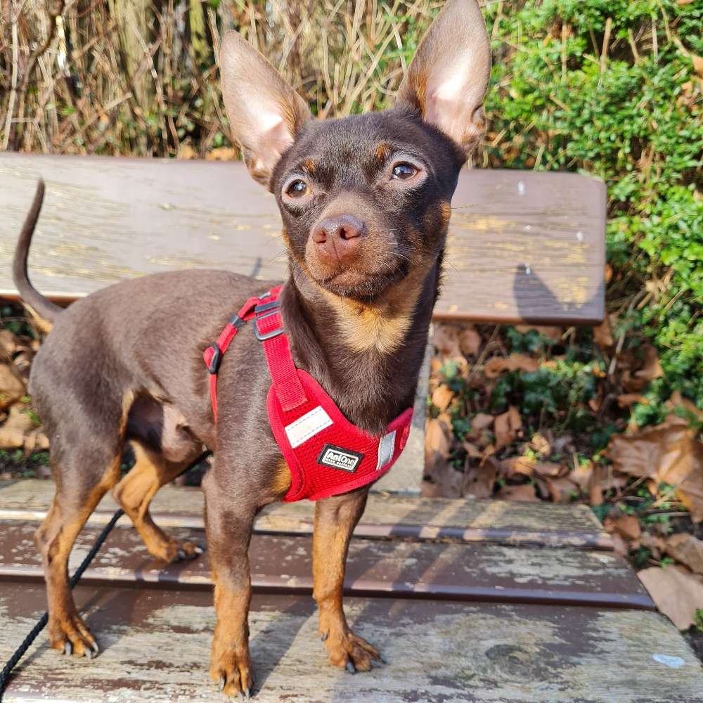 Hundetreffen-Junghund treffen kleine Hunde-Profilbild