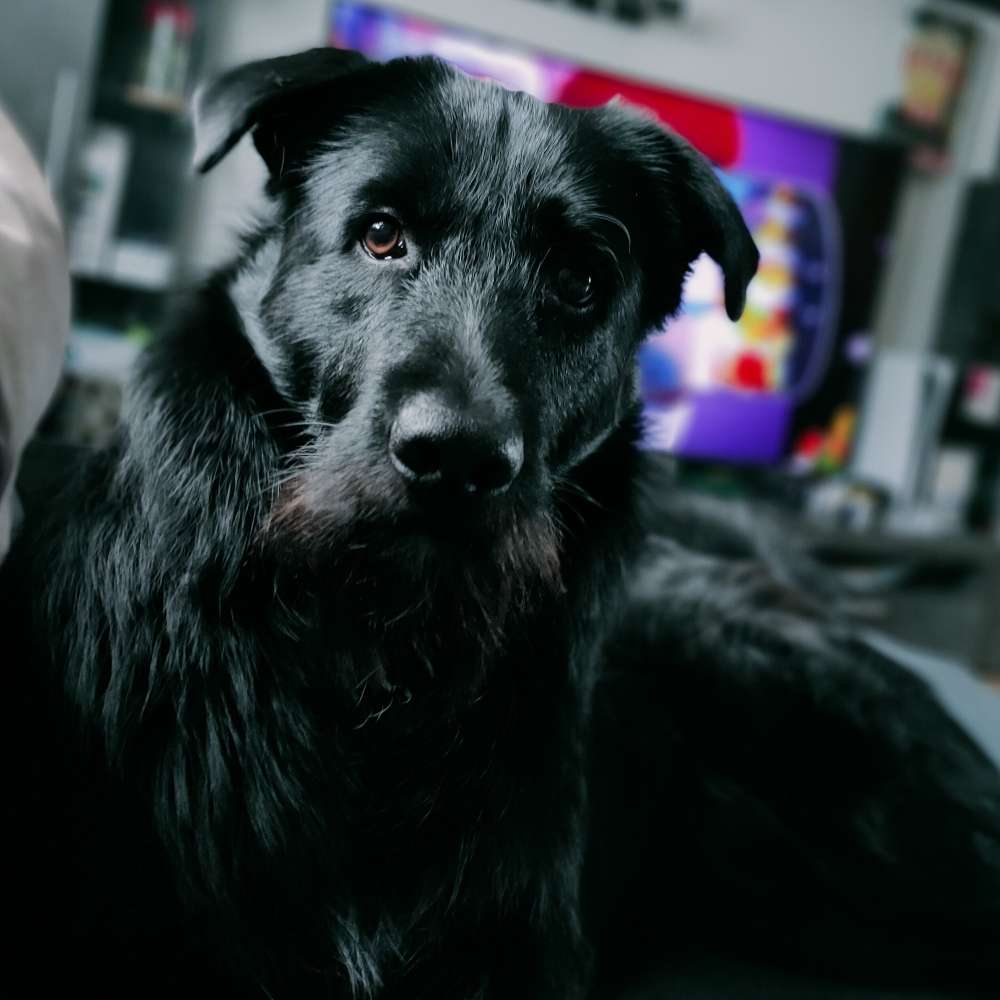 Hundetreffen-Nero sucht Freunde zum Gassi gehen oder spielen🐶🐕-Profilbild