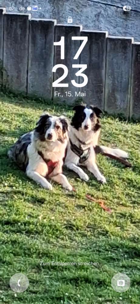 Hundetreffen-Suchen Aussi und border colli treffen-Profilbild