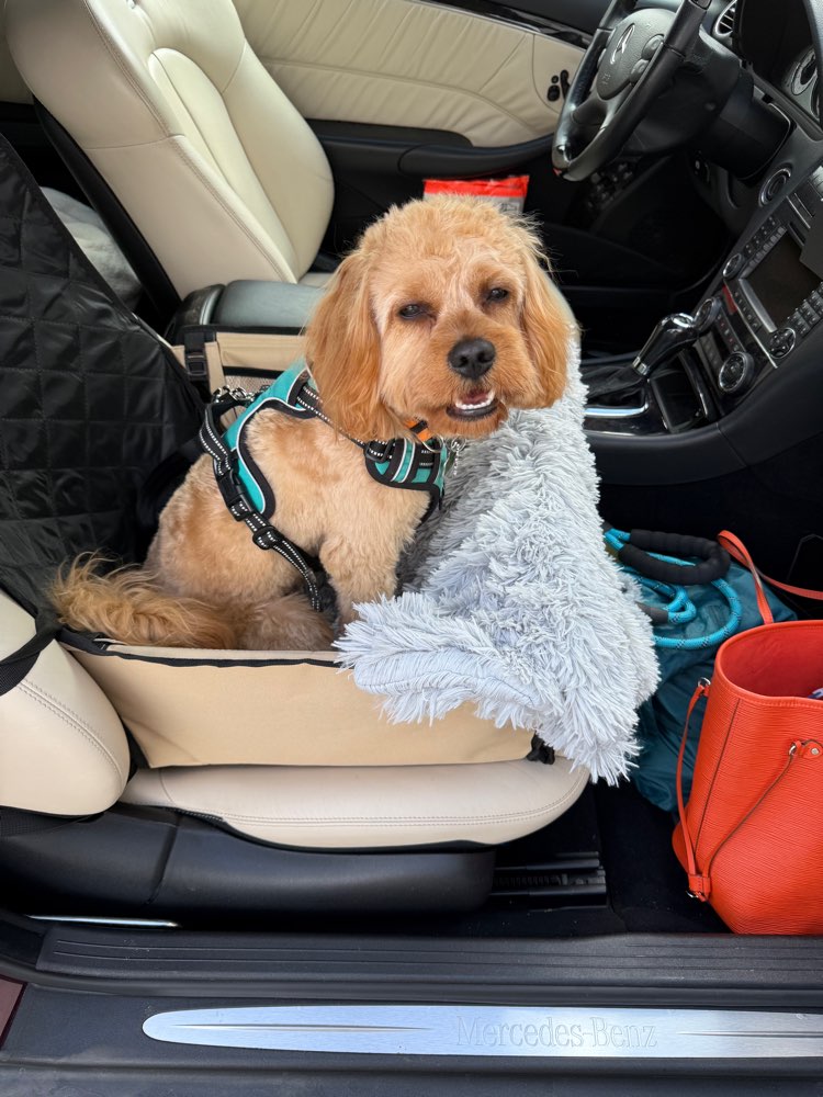 Hundetreffen-Gassi- und Spielfreunde gesucht-Profilbild