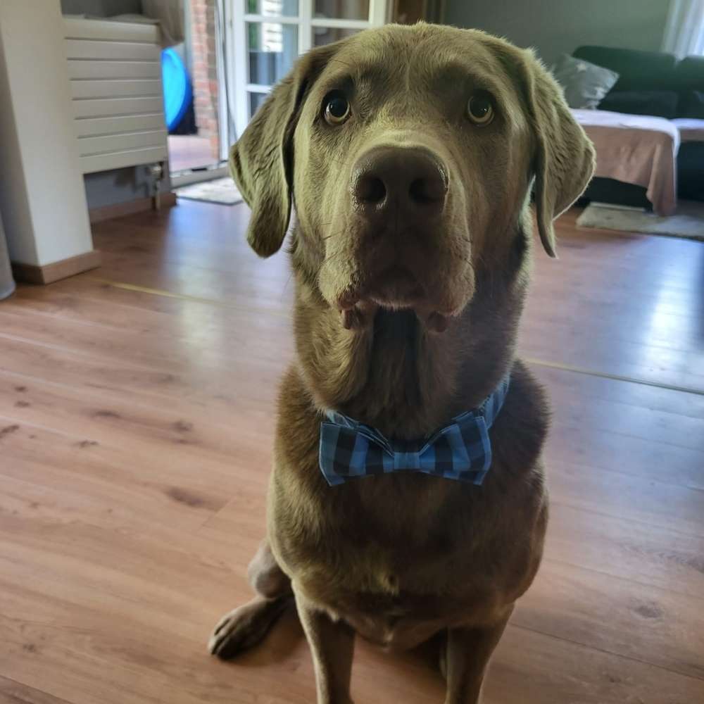 Hundetreffen-Gemeinsamer Hundespaziergang-Profilbild