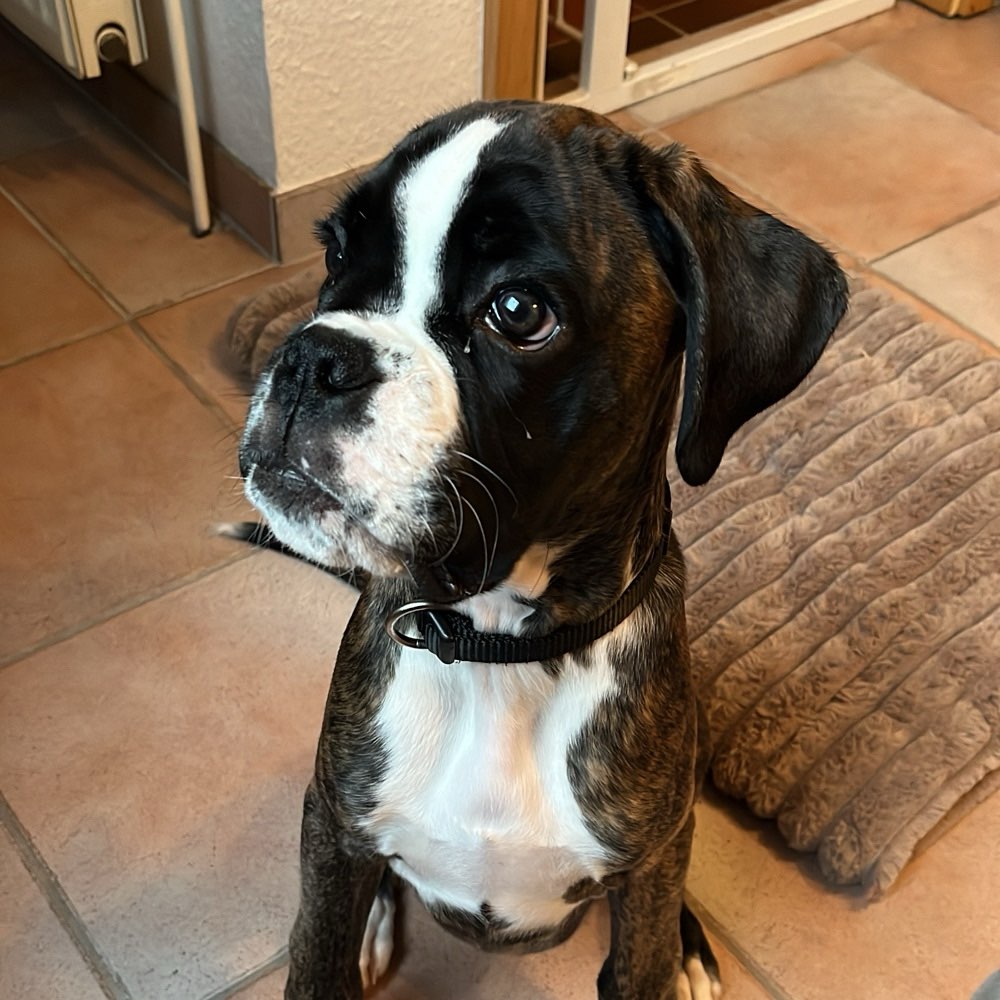 Hundetreffen-Theo sucht Spielpartner in der Nähe-Profilbild