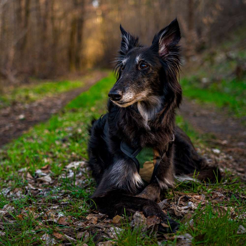 Hiking dogs on tour: deep in the forest Banner
