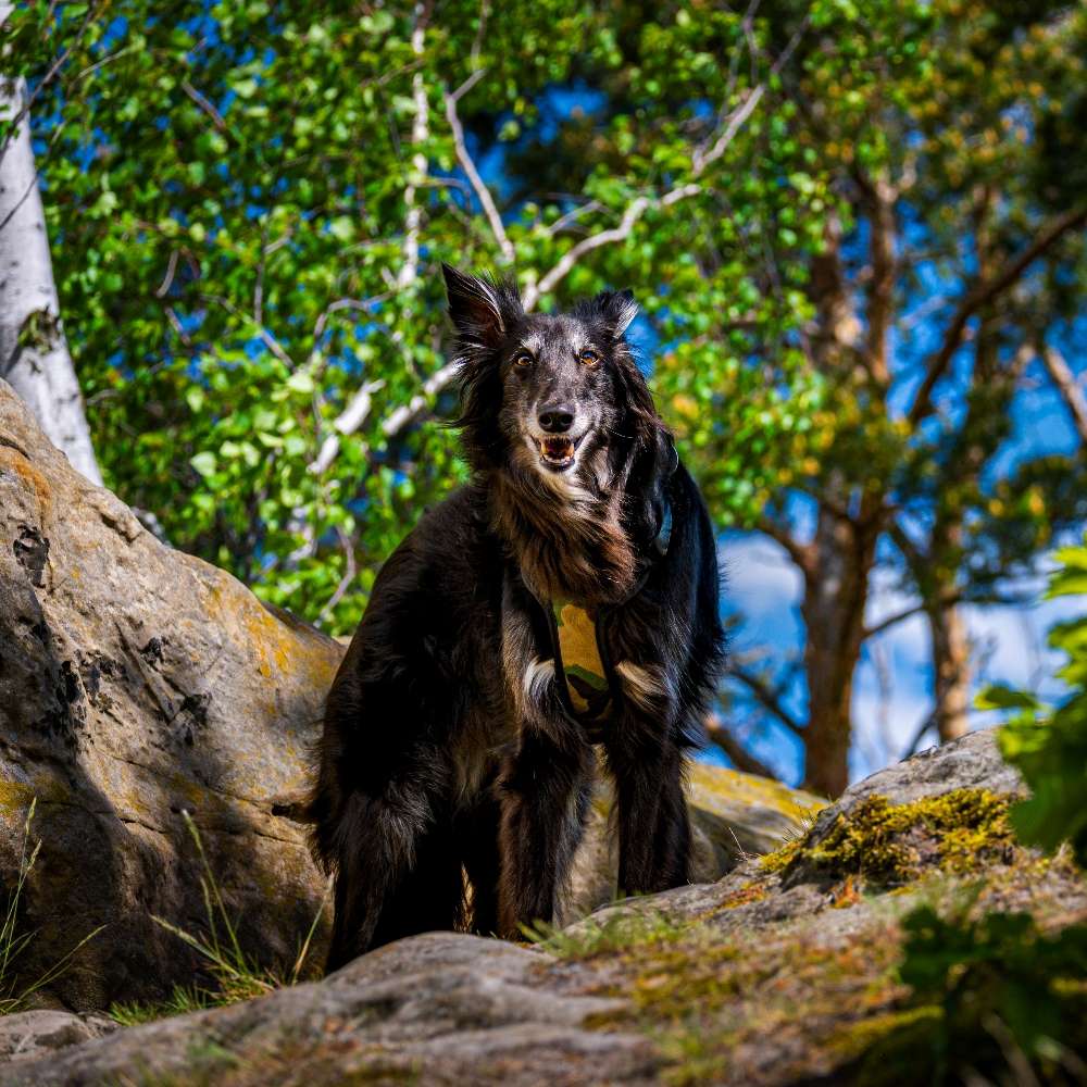 Hiking dogs on tour: Ausblick als Belohnung Banner