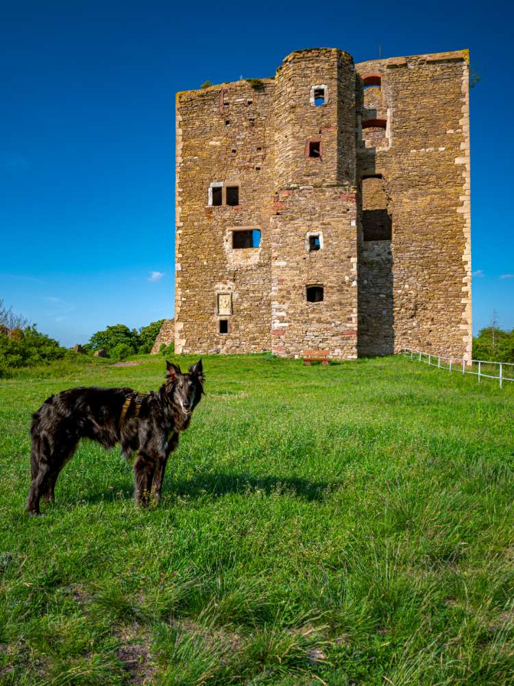 Hiking dogs on tour: Ruinen Banner