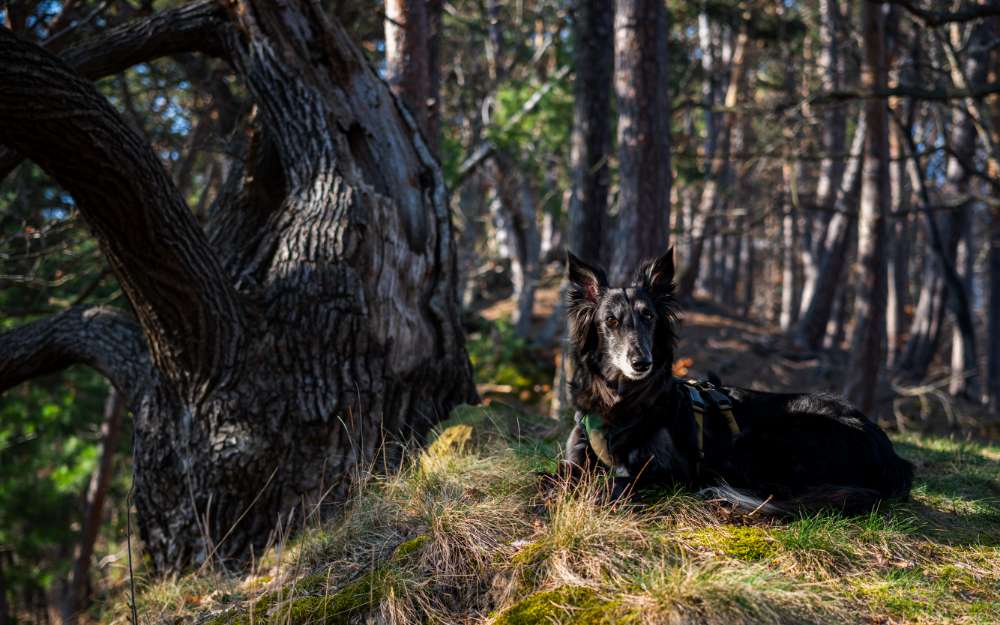 Shinrin Yoku mit Hund im Frühlingswald Banner