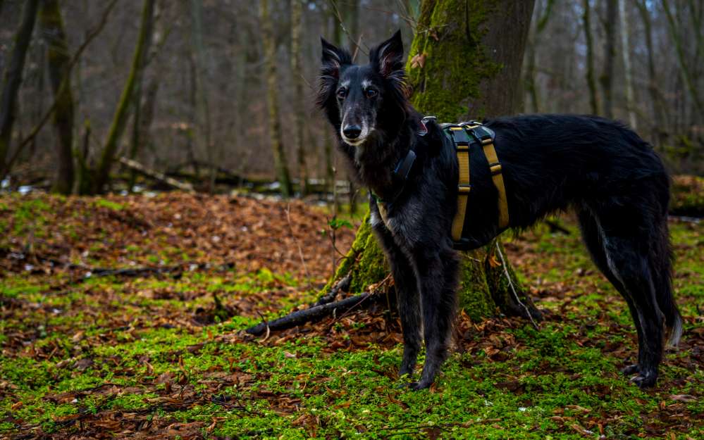 Schwarzer Hund im Wald Banner