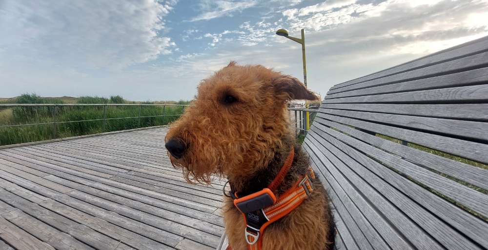 Hundetreffen-Spieletreff-Profilbild