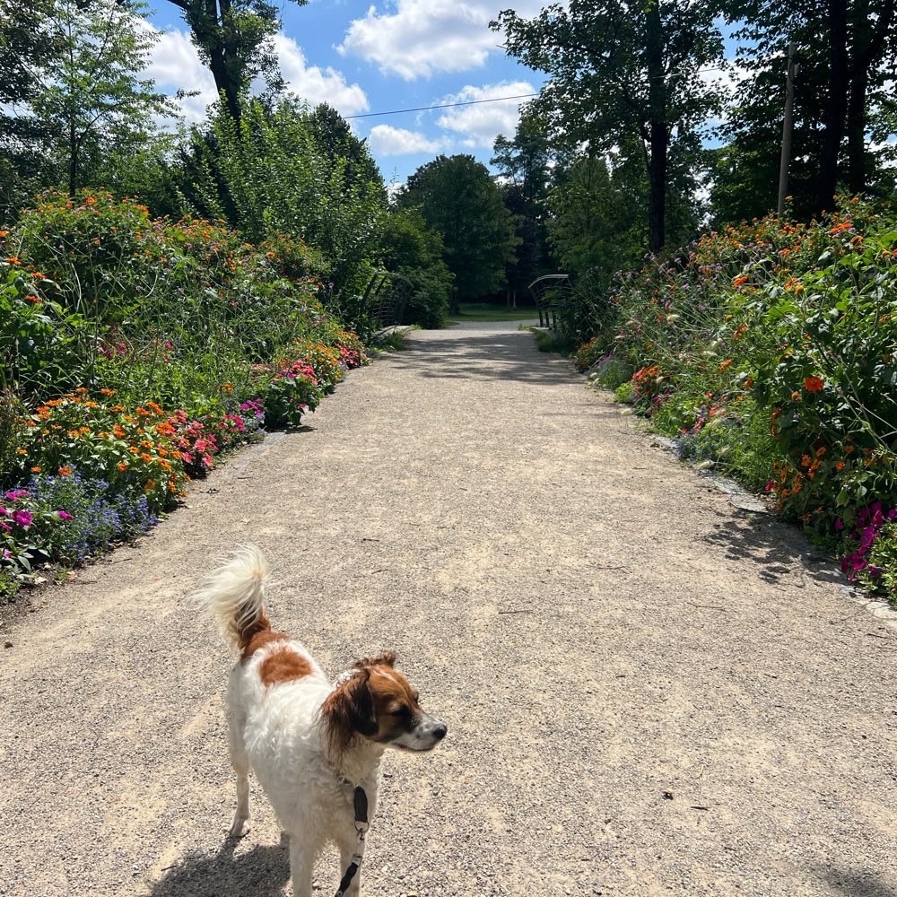 Hundetreffen-Gemeinsam spazieren-Profilbild