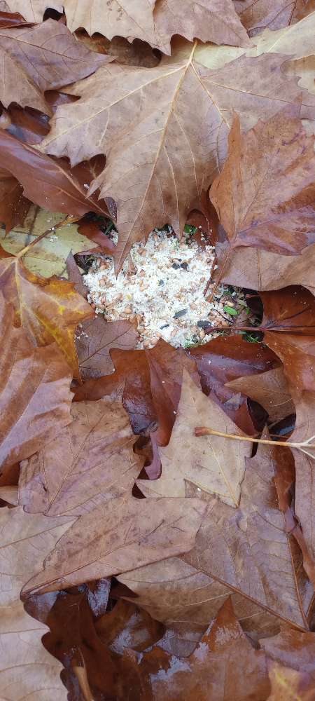 Giftköder-Eventuell Giftköder-Profilbild