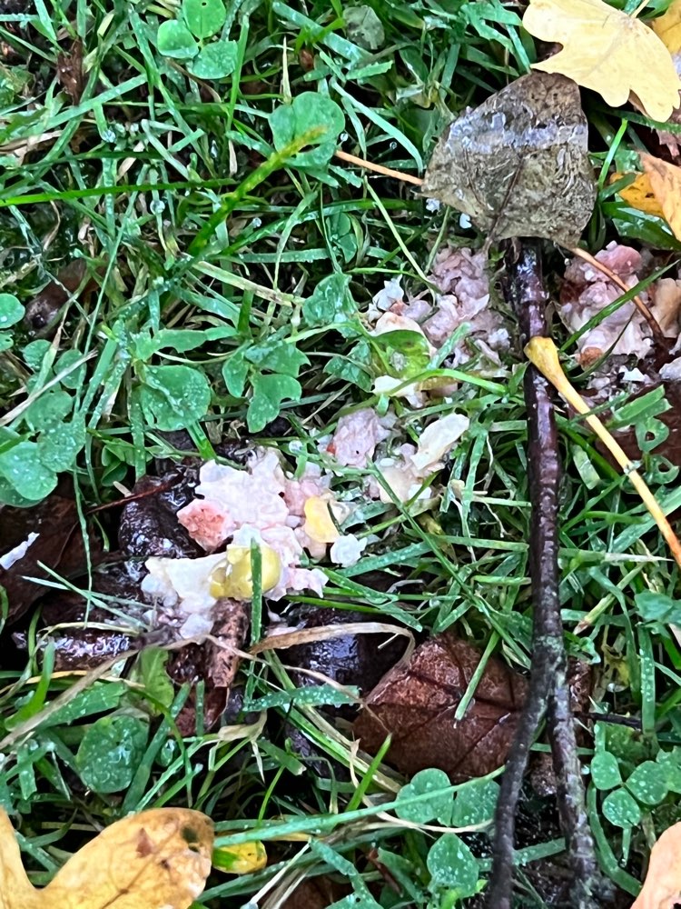 Giftköder-Essen, eventuell Giftköder auf Wiese-Profilbild