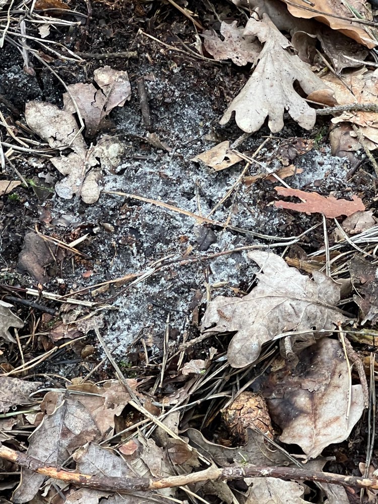 Giftköder-Weißes Pulver im Wald-Profilbild