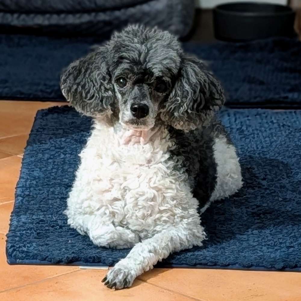 Hundetreffen-Pudeltreffen-Profilbild