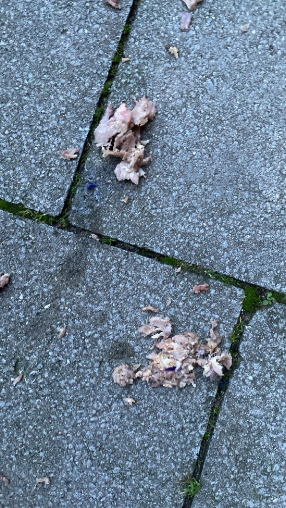 Giftköder-Vermutlich vergiftete Fleischbrocken!-Profilbild