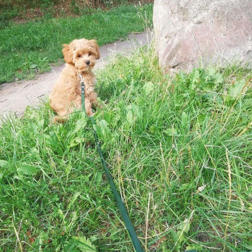 Hundetreffen-Welpen Freund für Poochy-Profilbild