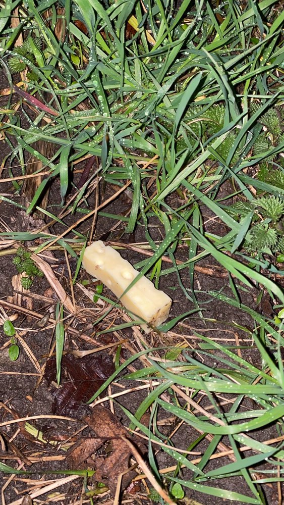 Giftköder-Käse mit Gift-Profilbild