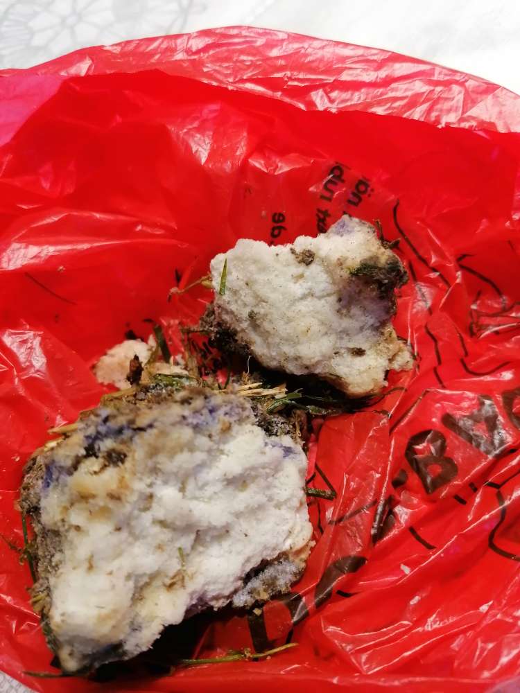 Giftköder-Evtl Giftköder-Profilbild