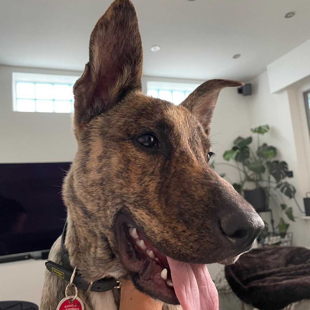 Hundetreffen-Lio sucht Gassi-/Spielpartner-Profilbild