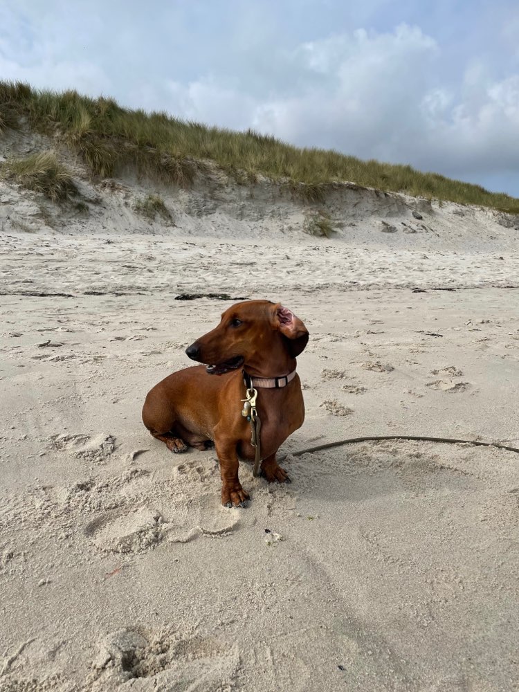 Hundetreffen-Dackeltreffen-Profilbild