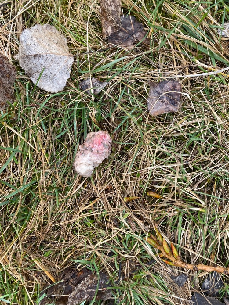 Giftköder-Möglicher Giftköder-Profilbild