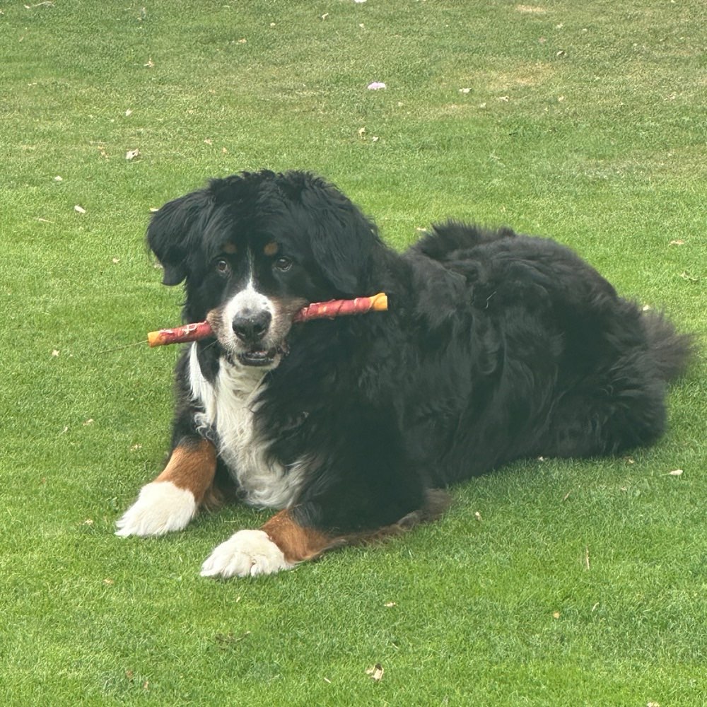 Hundetreffen-Tour nach Föhr-Profilbild