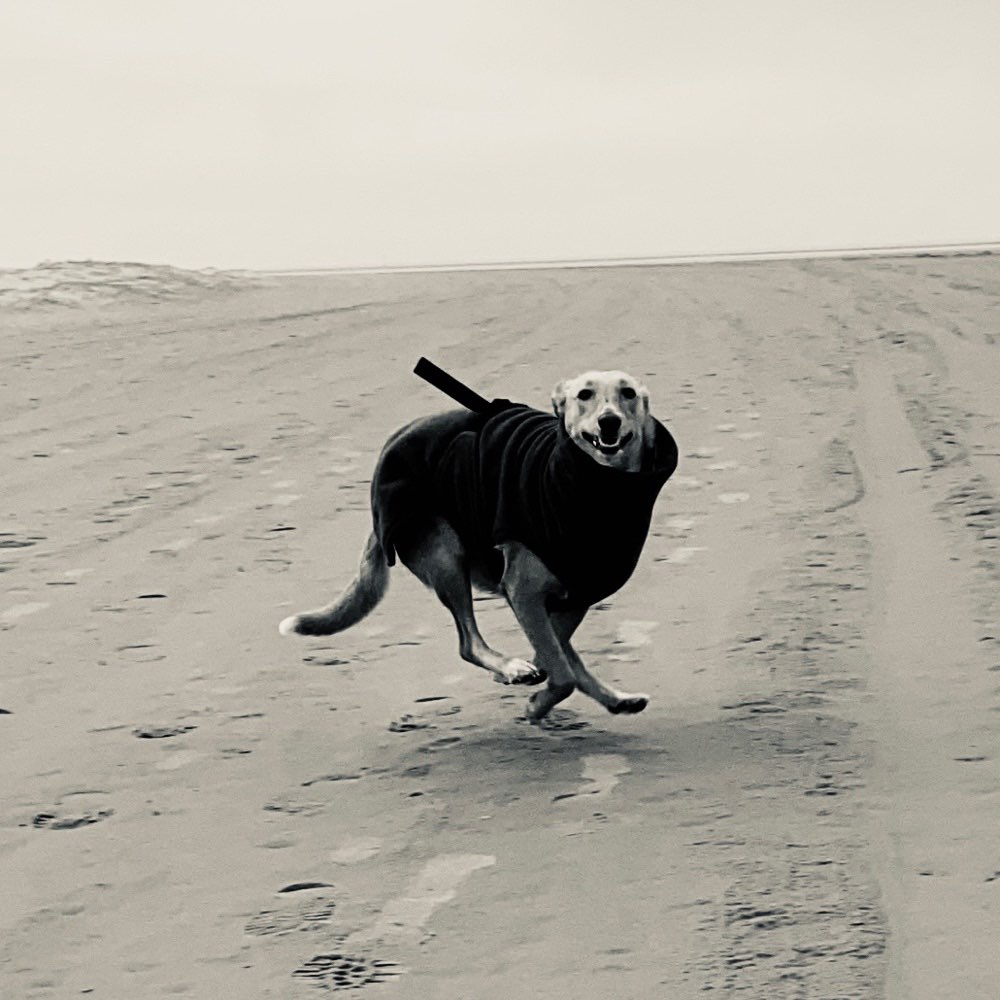 Hundetreffen-Windhund treffen-Profilbild