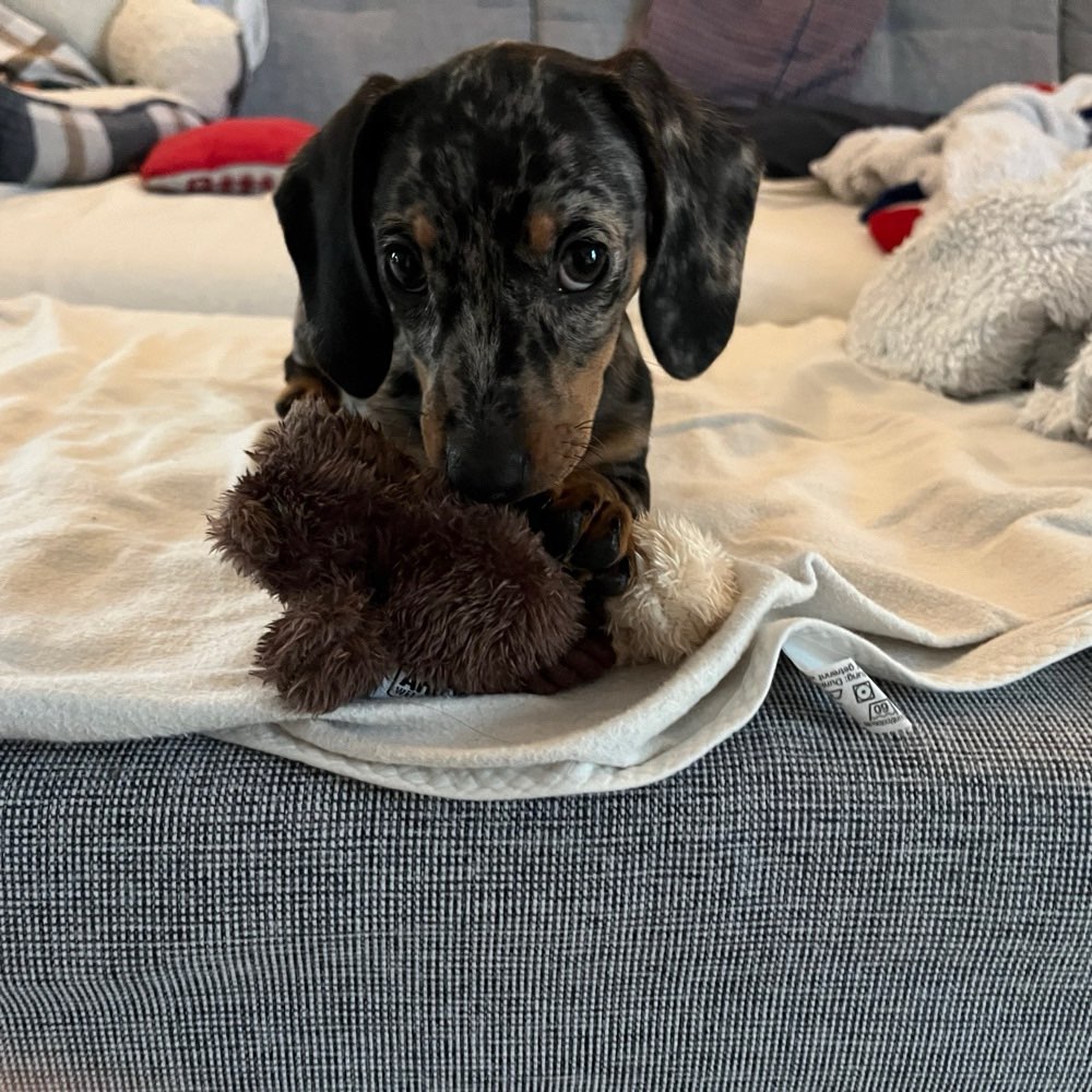 Hundetreffen-Welpentreff zum Spielen und Spazieren gehen-Profilbild