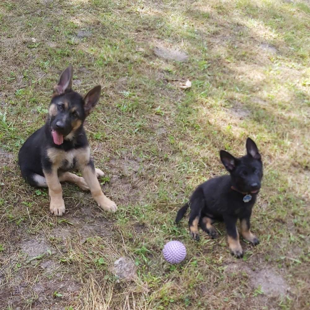 Hundetreffen-Hundekumpels zum Spielen gesucht-Profilbild