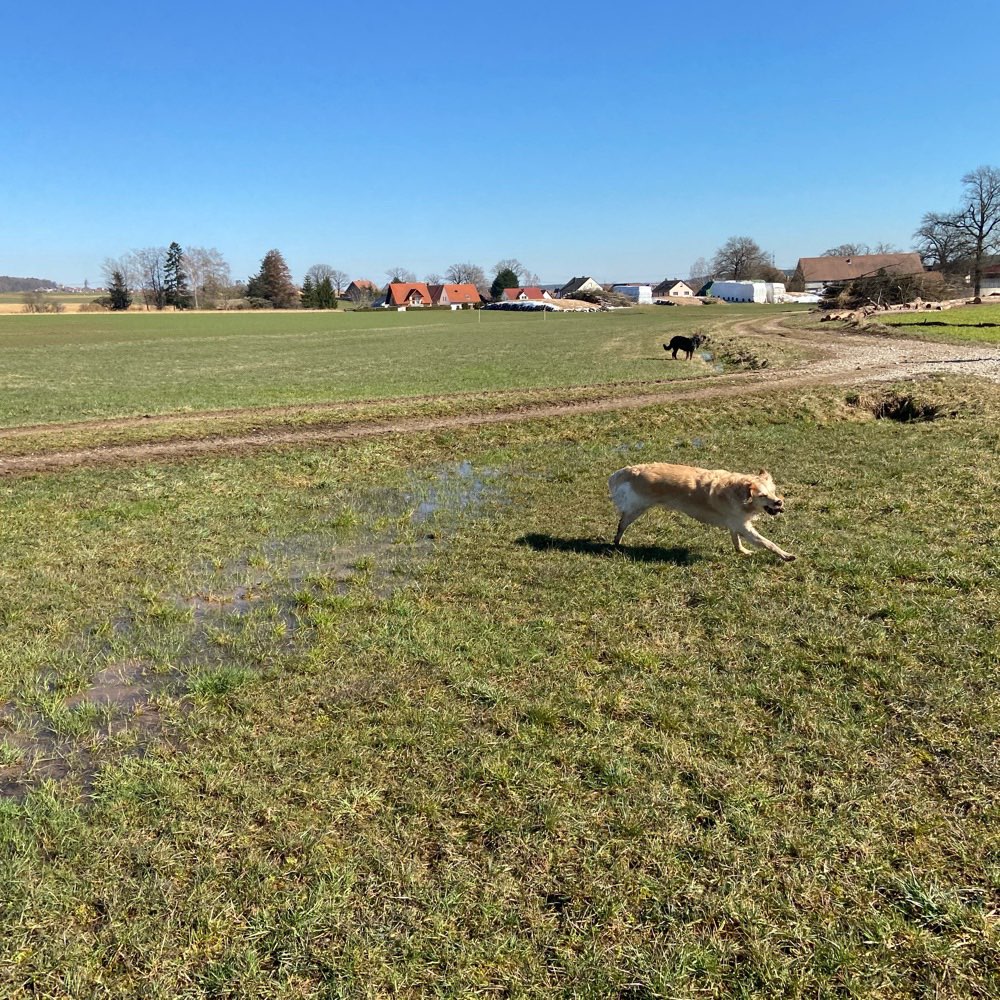 Hundetreffen-Gassipartner am Dillenberg (Deberndorf) gesucht-Profilbild