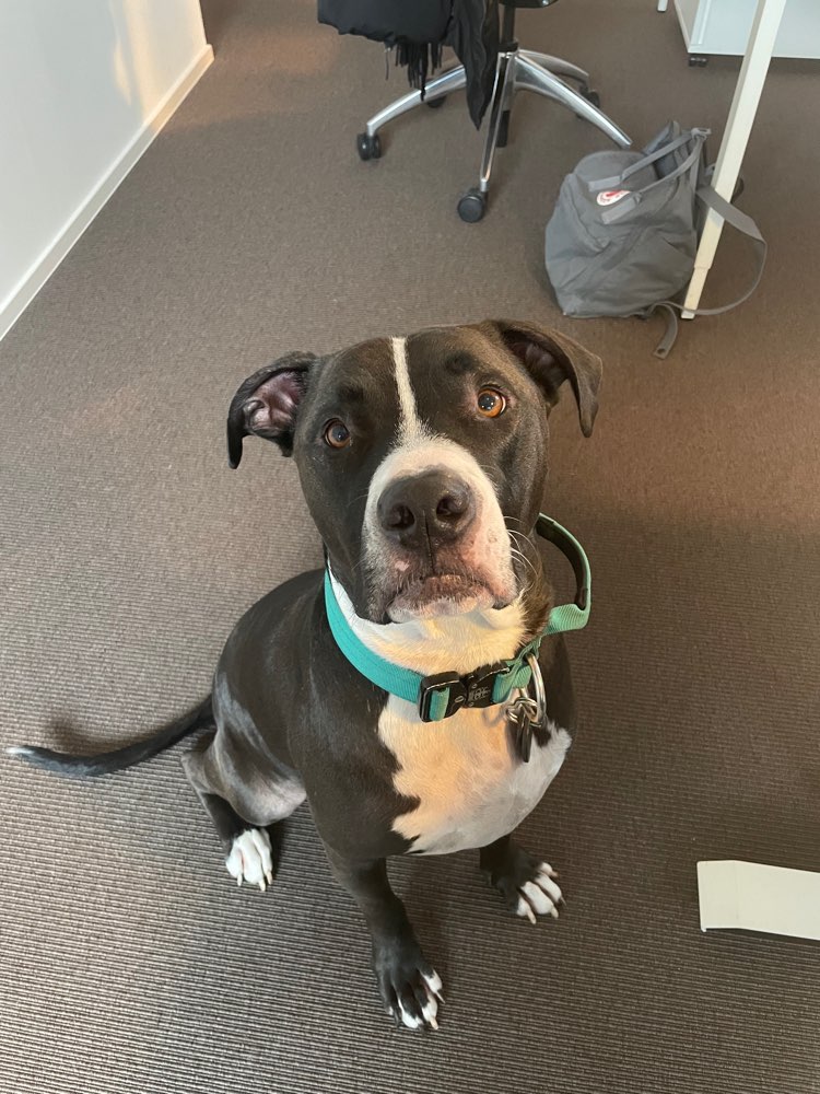 Hundetreffen-Gassi und Spielrunde mit Staffymix-Profilbild