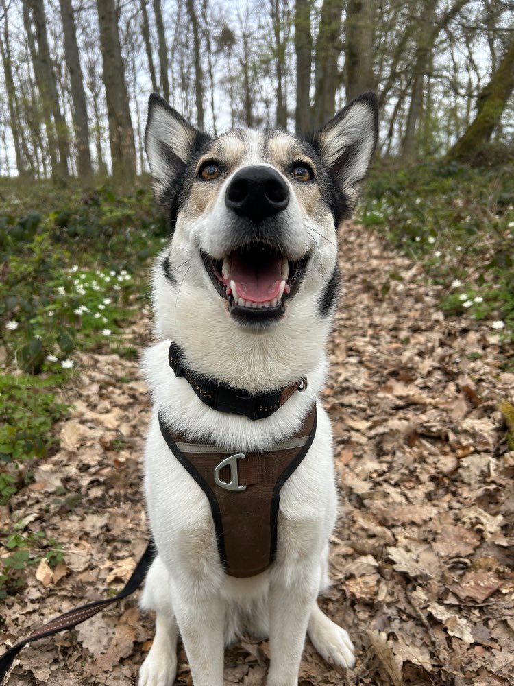 Hundetreffen-Gemeinsame Spaziergänge-Profilbild