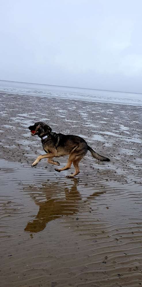 Hundetreffen-Spiel- und Trainingstreff für grosse Hunde-Profilbild