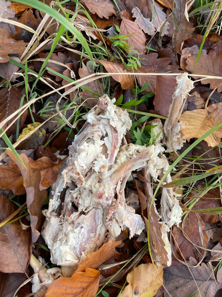 Giftköder-Fleisch- und Knochenreste-Profilbild