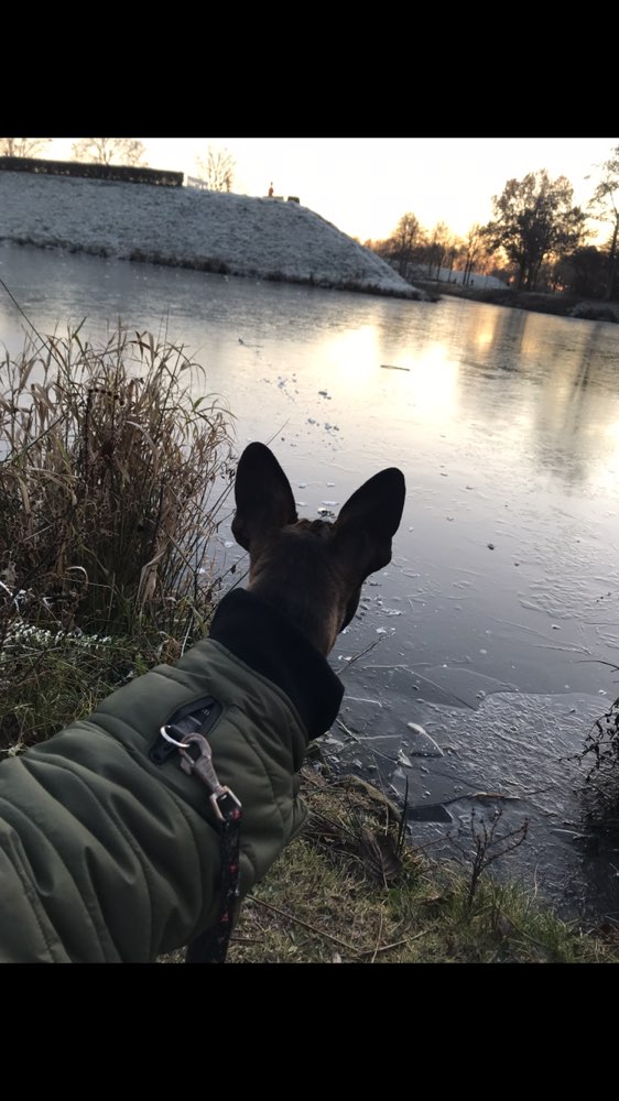 Hundetreffen-Spielfreunde gesucht-Profilbild