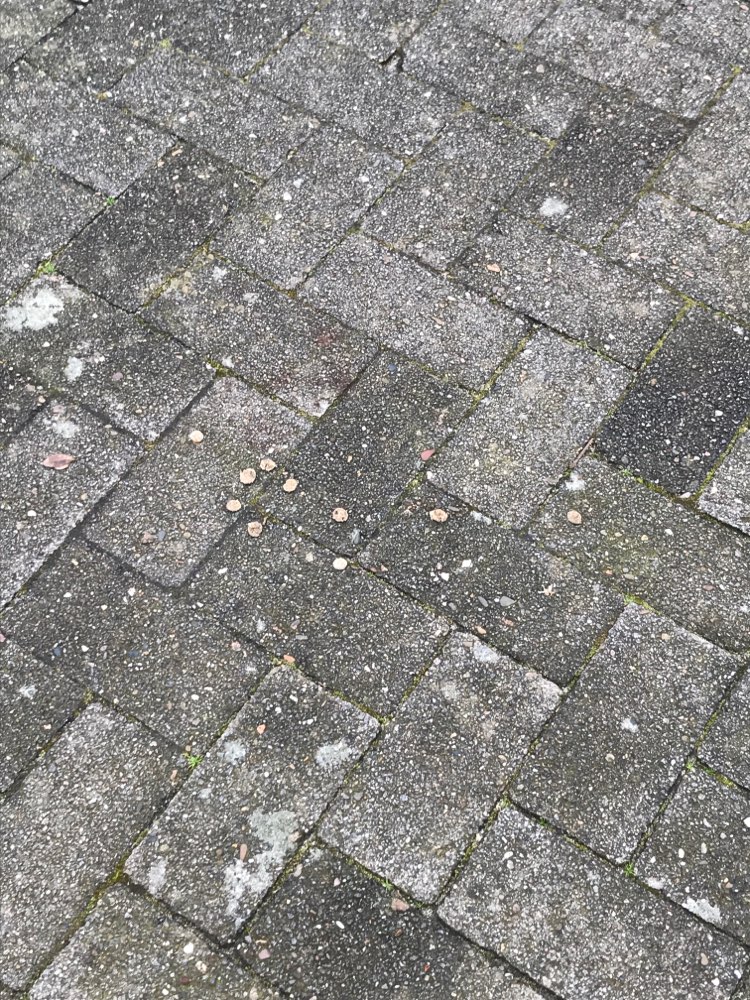 Giftköder-Trockenfutter auf dem Gehweg-Profilbild